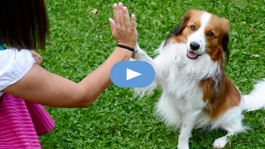 5 Things That Can Interfere with Clear Interspecies Communication 5 Things That Can Interfere with Clear Interspecies Communication